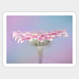 Pink Gerbera Sticker